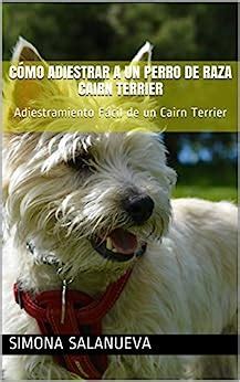 Cómo Adiestrar a Un Perro de Raza Cairn Terrier Adiestramiento Fácil