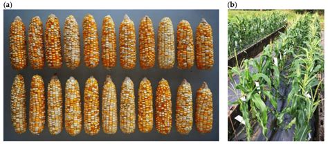 Sweet Corn Breeding Pdf Sam Vegetable