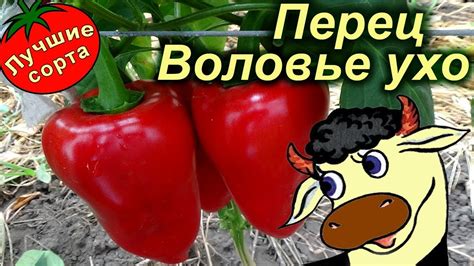 Перец сладкий Воловье ухо (Лучшие сорта сладкого перца) - YouTube