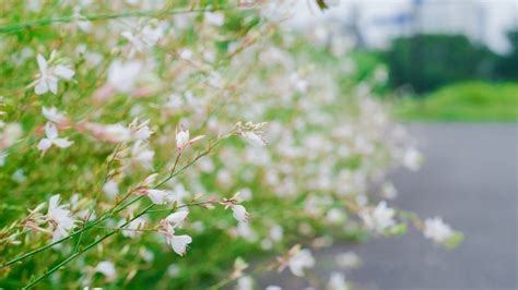 Gaura Schneiden Das Musst Du Beachten Anleitung