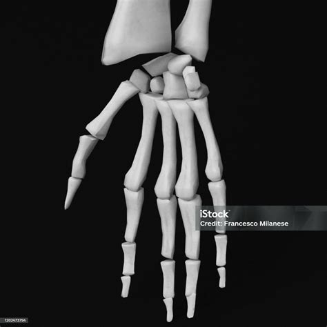 Human Hand And Arm Bones Stock Photo - Download Image Now - Anatomy, Arm, Bone - iStock