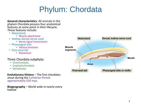 Pdf Phylum Chordata Instruction Mtsac Edu Biology Labs Lab