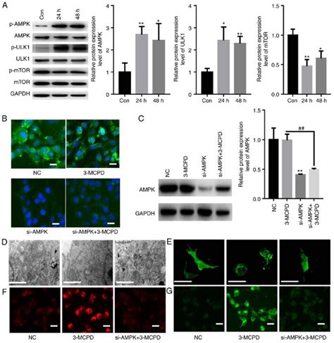 3 Mcpd Induces Autophagy And Ferroptosis Via Activation Of Ampk