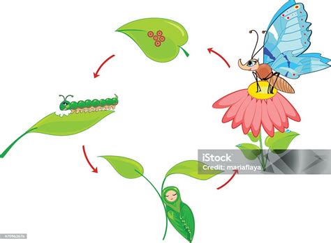 Siklus Hidup Kupukupu Ilustrasi Stok Unduh Gambar Sekarang Kupu