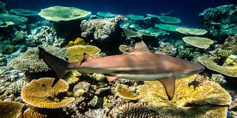 Blacktip Reef Shark Marine Savers