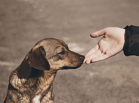 The Benefits Of Adopting Pets Change A Pets Life Day Canonsburg