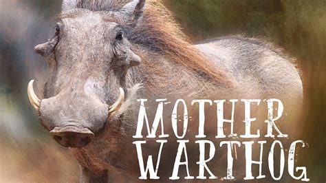 Mother Warthog Teaser YouTube