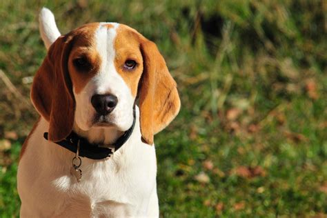 Perro Beagle Caracter Sticas Car Cter Y Cuidados Con Fotos