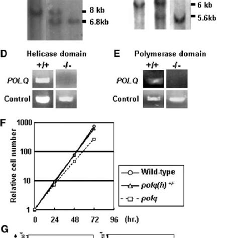 Experimental Strategy And Gene Targeting Of POLQ Locus A Schematic