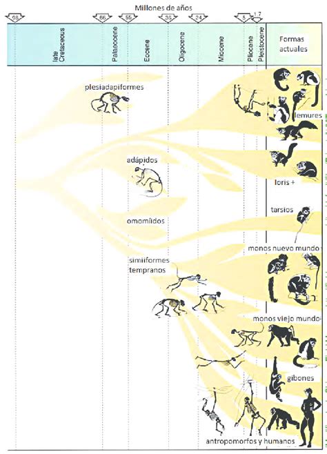 Evolución de los grandes grupos de primates modernos Download