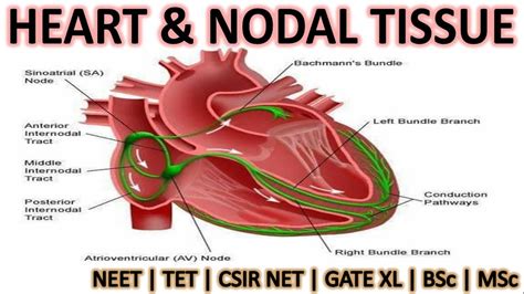 Heart Nodal Tissue Youtube