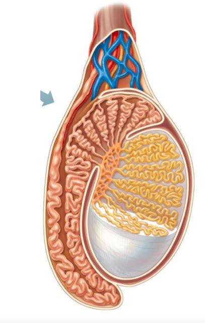 Sagittal Section Through Testis And Epididymis Pg 746 Diagram Quizlet