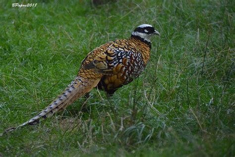 Reeves's Pheasant / Syrmaticus reevesii photo call and song