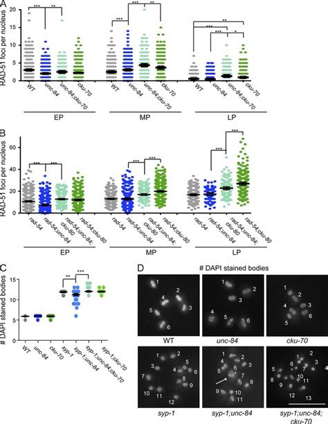 UNC 84 Facilitates Repair At A Subset Of Meiotic DSBs A And B Mean