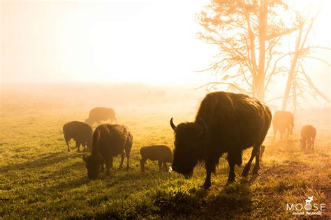 10 Tipps für den Yellowstone Nationalpark in den USA