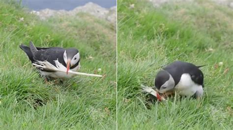 Quand Un Macareux Maladroit Tente Par Tous Les Moyens De Faire Entrer