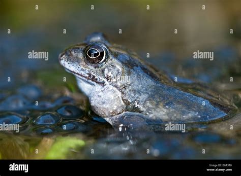 Common Frog Rana Temporaria With Frogspawn In A Garden Pond Stock