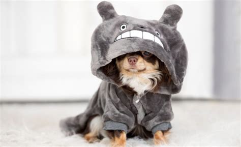 9 Best Dog Hoodies for Your Cool Canine!