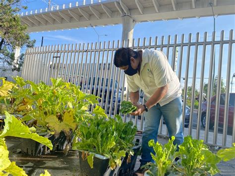 Se Reactivan Huertos Urbanos Con Productos De La Temporada De Verano