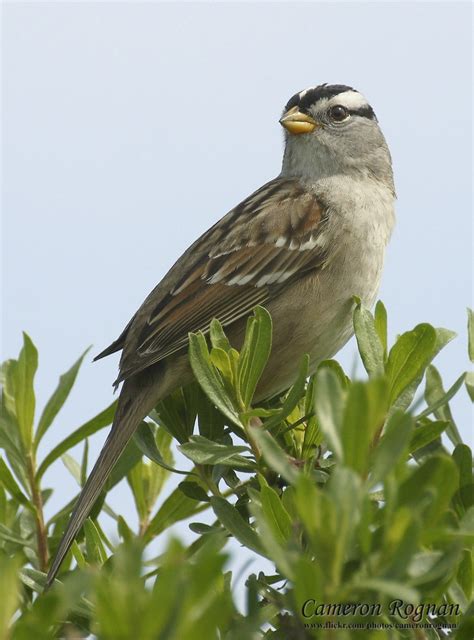 Red Capped Sparrow