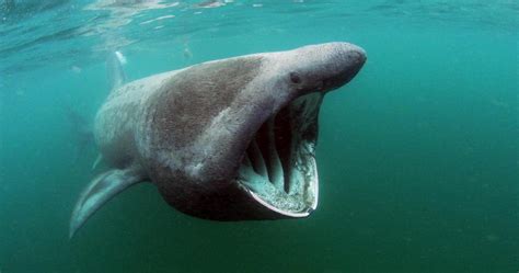 Basking Shark off Ireland : r/thalassophobia