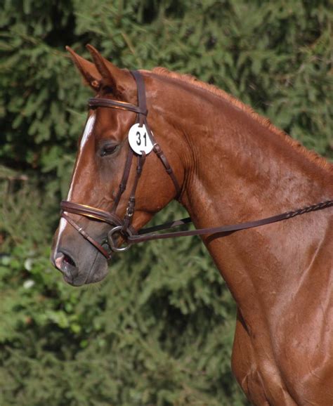 Dressage Accomplishment For Viking At A Centaur Silver Show Red Gate