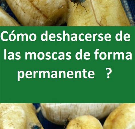 Cómo deshacerse de las moscas de forma permanente Moje Krasa