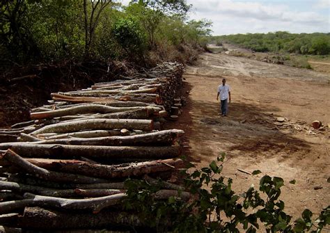 Impactos Ambientais Caatinga Resumo Mundo Ecologia