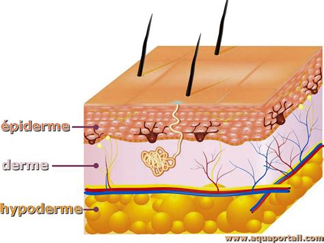 Hypoderme définition et explications AquaPortail
