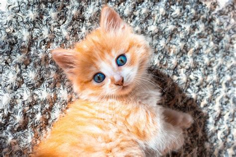 Premium Photo A Small Red Kitten With Blue Eyes Looks With Curiosity