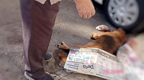 Cane Trovato Morto In Strada A Palermo Forse Ucciso A Sassate