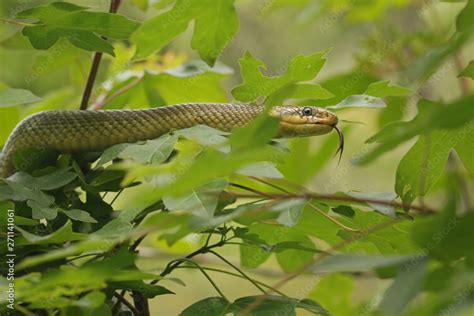 The Aesculapian snake, a species of nonvenomous snake native to Europe ...