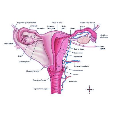 Female Reproductive System Diagram Labeled And Functions