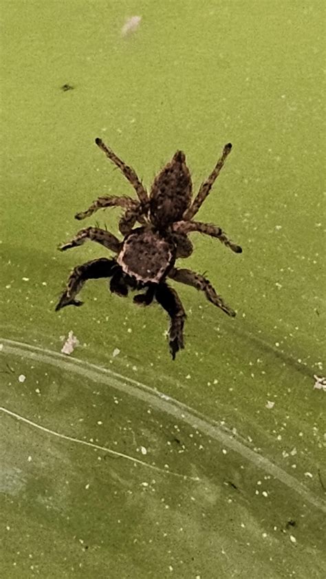 Tiny spider inside my home : r/spiders