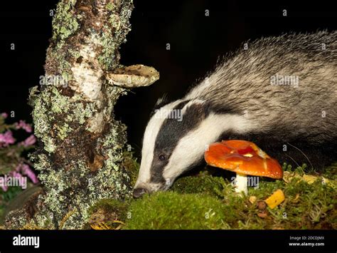 Badger, Scientific name: Meles Meles. Close up of a wild, native, Eurasian badger foraging in ...