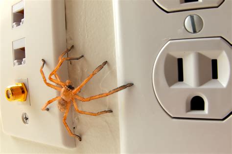 How To Get Rid Of Spiders At Home Homelane Blog