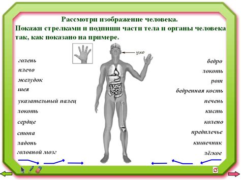 Части тела человека 4 класс для впр картинки