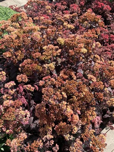 Rozchodnik Karpacki Yellow Xenox Sedum Telephium Yellow Xenox Byliny24