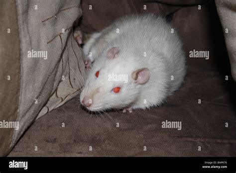 rat pet rodent albino Stock Photo - Alamy