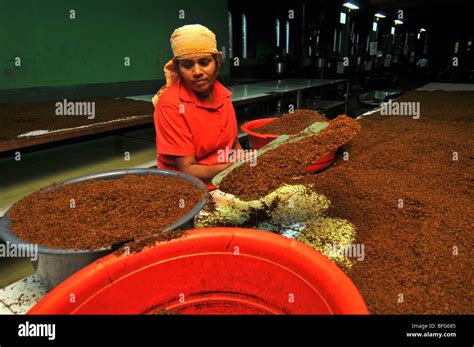 Tea Factory And Plantation Nuwara Eliya Sri Lanka Tea Production