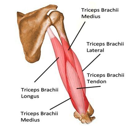 Anatomy Triceps Muscle - Anatomical Charts & Posters