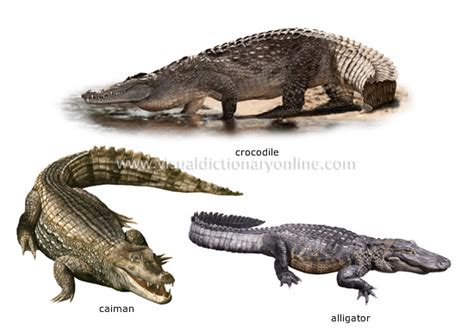 ANIMAL KINGDOM :: REPTILES :: EXAMPLES OF REPTILES [4] image - Visual Dictionary Online