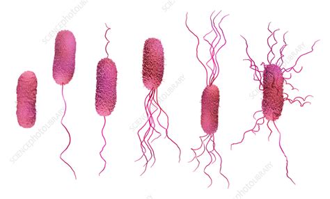 Bacteria Flagella Types Illustration Stock Image F035 5694