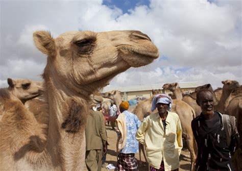 Livestock Market In Hargeisa Camel Trading Somaliland Flickr