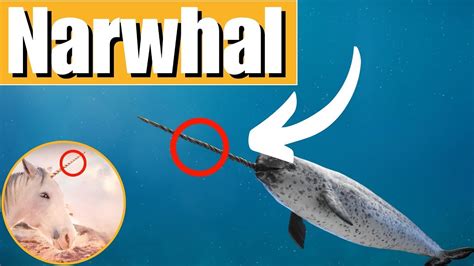 Narwhals 🦄 1 Minute Facts Youtube