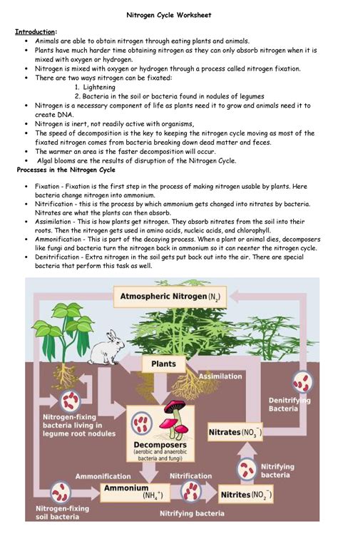 Nitrogen Cycle Worsksheet 23 Nitrogen Cycle Worksheet Introduction