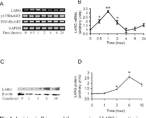 Figure From Angiotensin Ii Up Regulates The Leukemia Associated Rho