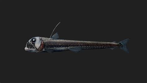 3D model Viperfish VR / AR / low-poly | CGTrader