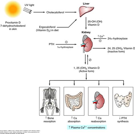 Chapter 21 Menopausal Transition Obgyn Key