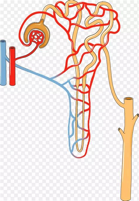 肾单位肾排泄系统近端肾小管尿 肾png图片素材下载图片编号1427308 Png素材网